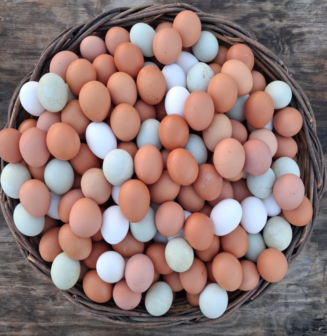 30 ΦΡΕΣΚΑ ΑΥΓΑ ΑΠΟ ΚΟΤΕΣ ΕΛΕΥΘΕΡΑΣ ΒΟΣΚΗΣ (ΔΙΑΛΕΧΤΑ)  EXTRA LARGE