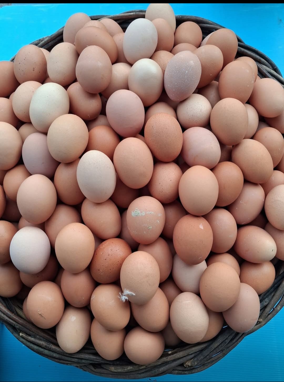 30 ΦΡΕΣΚΑ ΑΥΓΑ ΕΛΕΥΘΕΡΑΣ ΒΟΣΚΗΣ (ΔΙΑΛΕΧΤΑ)  EXTRA LARGE