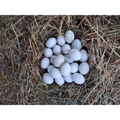 1 ΦΡΕΣΚΟ ΑΥΓΟ  ΠΑΠΙΑΣ (EXTRA LARGE ΜΕΓΕΘΟΣ)